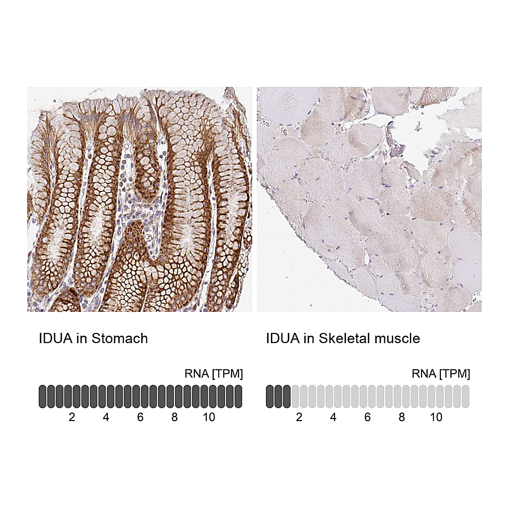 Atlas Antibodies Anti-IDUA Antibody