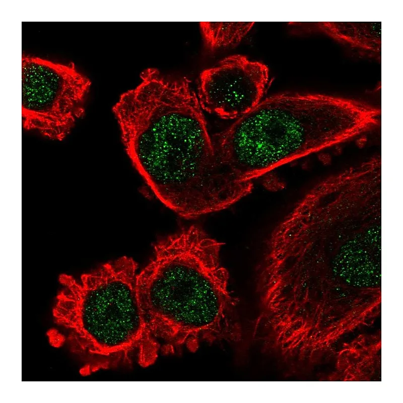 Atlas Antibodies Anti-IFI44L Antibody