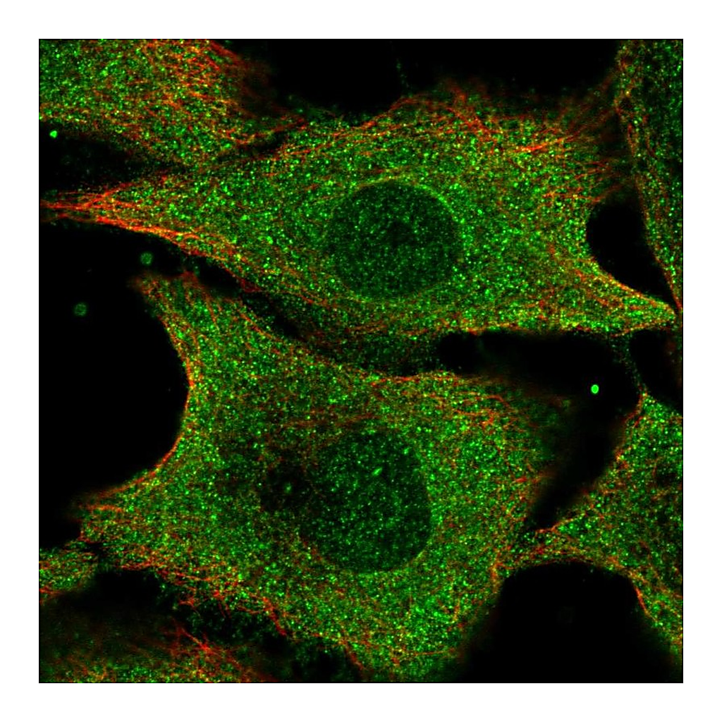 Atlas Antibodies Anti-IFI35 Antibody