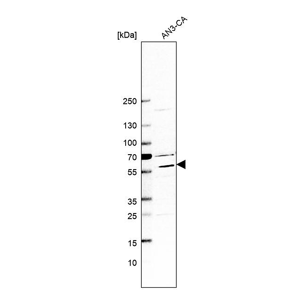 Atlas Antibodies Anti-IFIT5 Antibody