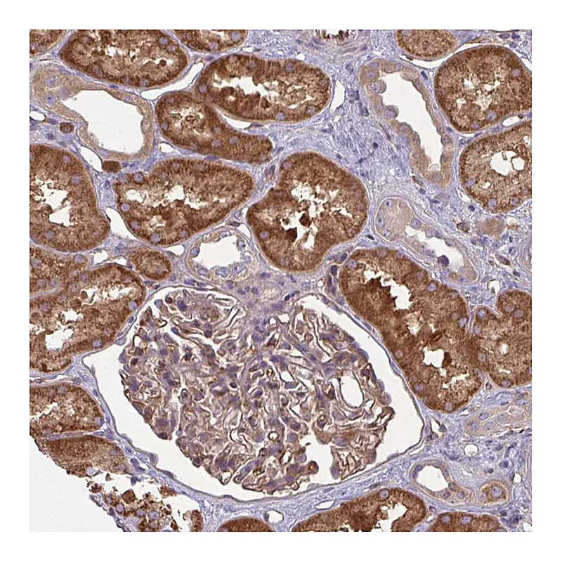 Atlas Antibodies Anti-IFIT3 Antibody