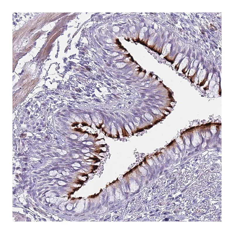 Atlas Antibodies Anti-IFNA6 Antibody