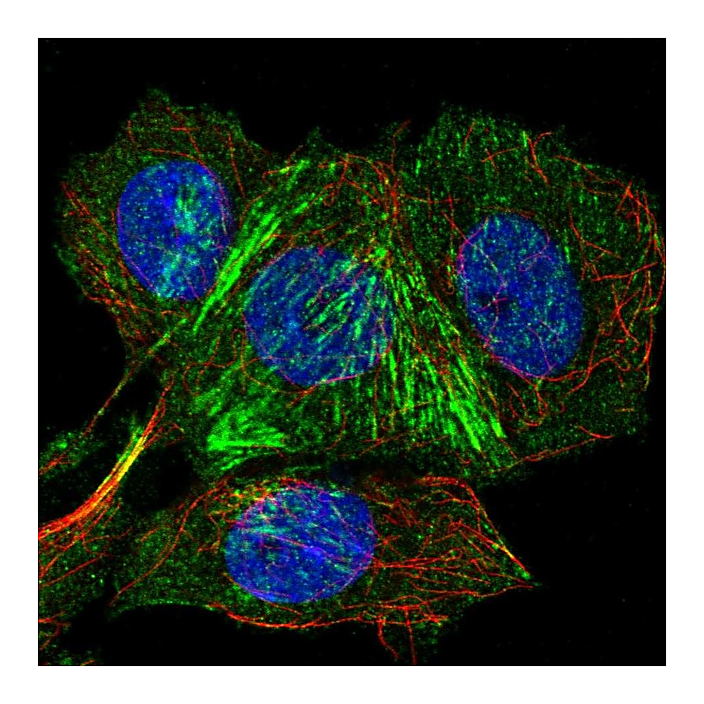Atlas Antibodies Anti-IFT46 Antibody