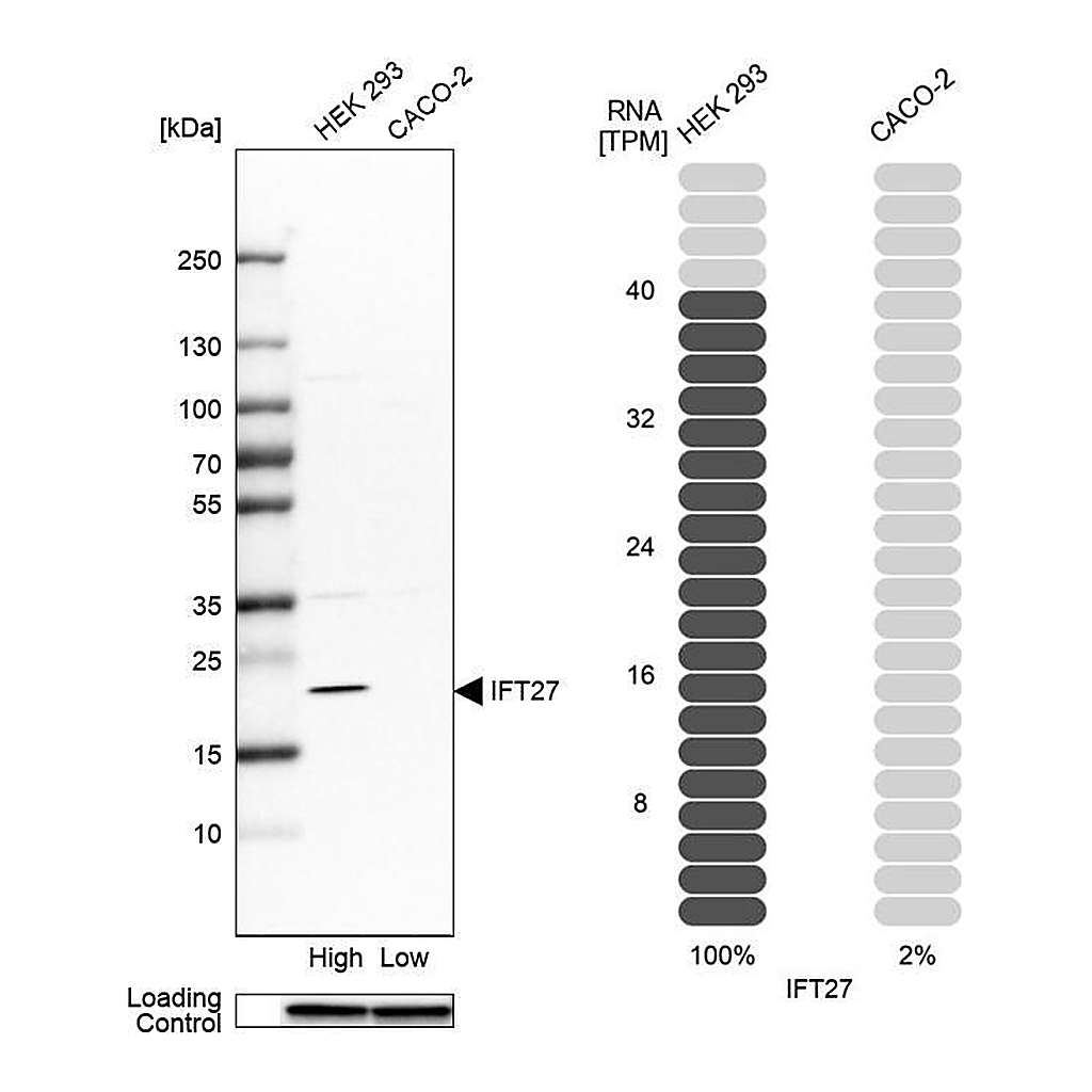 Atlas Antibodies Anti-IFT27 Antibody