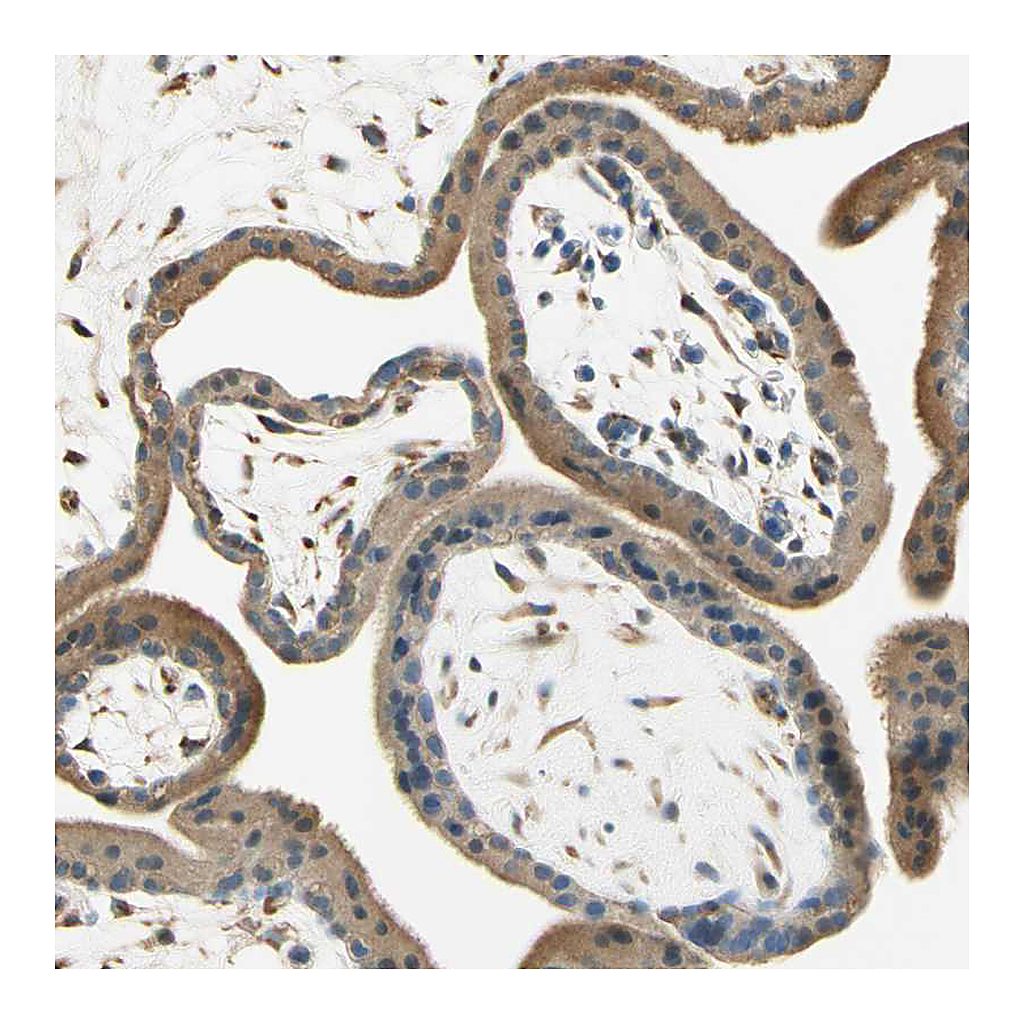 Atlas Antibodies Anti-IGDCC4 Antibody