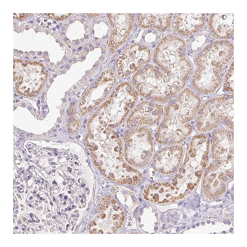 Atlas Antibodies Anti-IGFL3 Antibody