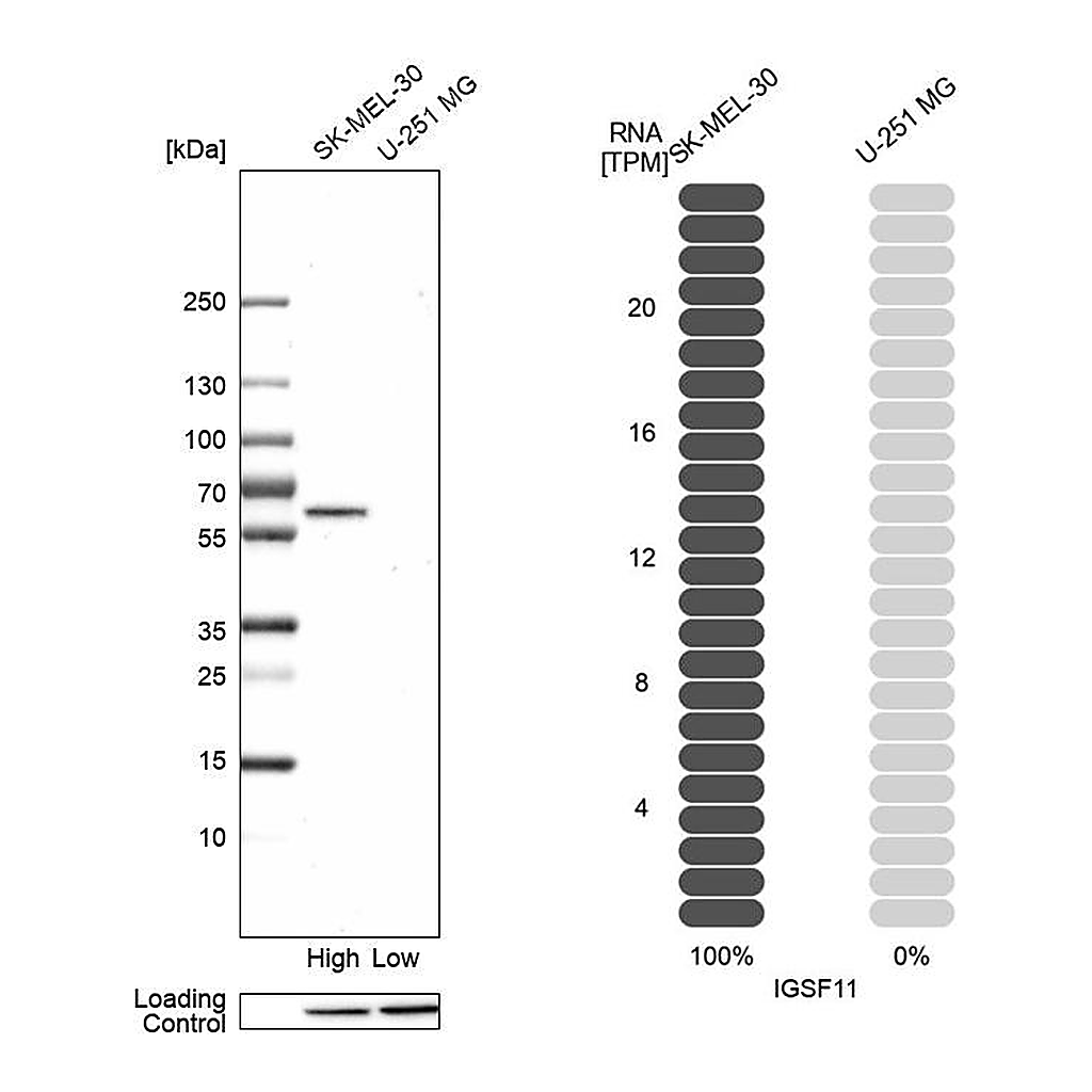 Atlas Antibodies Anti-IGSF11 Antibody