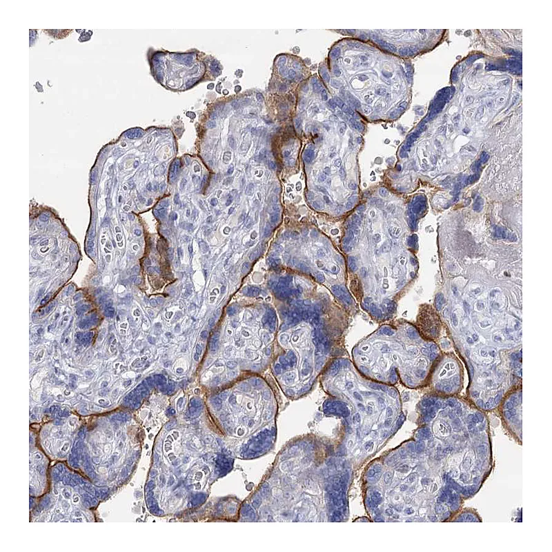 Atlas Antibodies Anti-IGSF3 Antibody