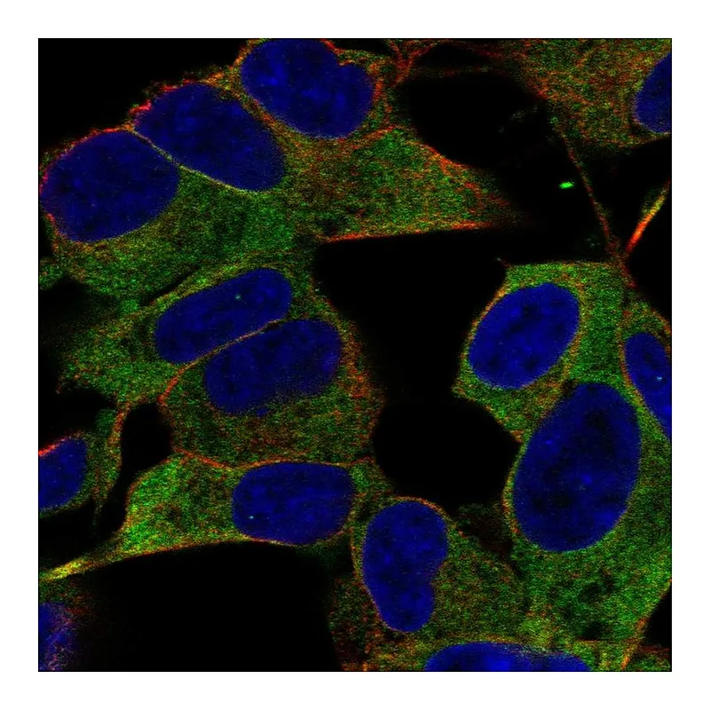 Atlas Antibodies Anti-IGSF9B Antibody