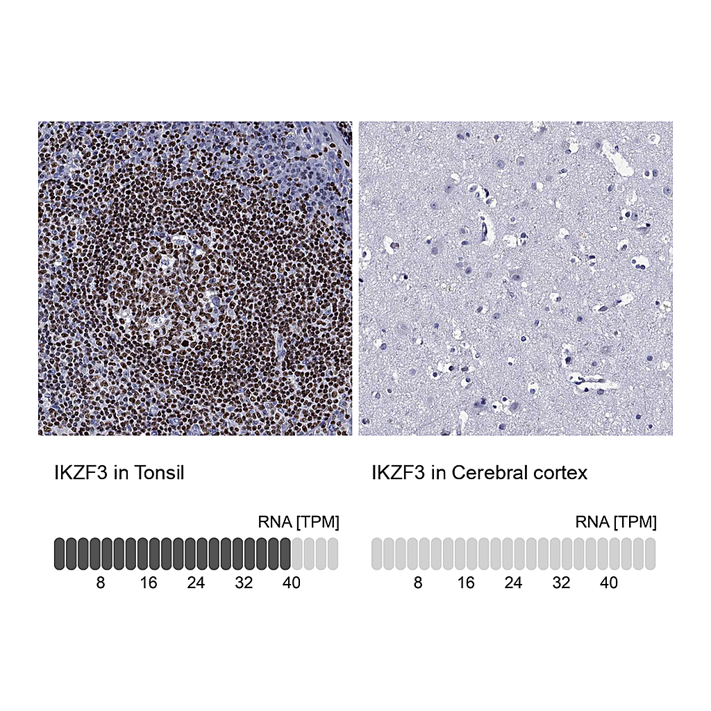 Atlas Antibodies Anti-IKZF3 Antibody