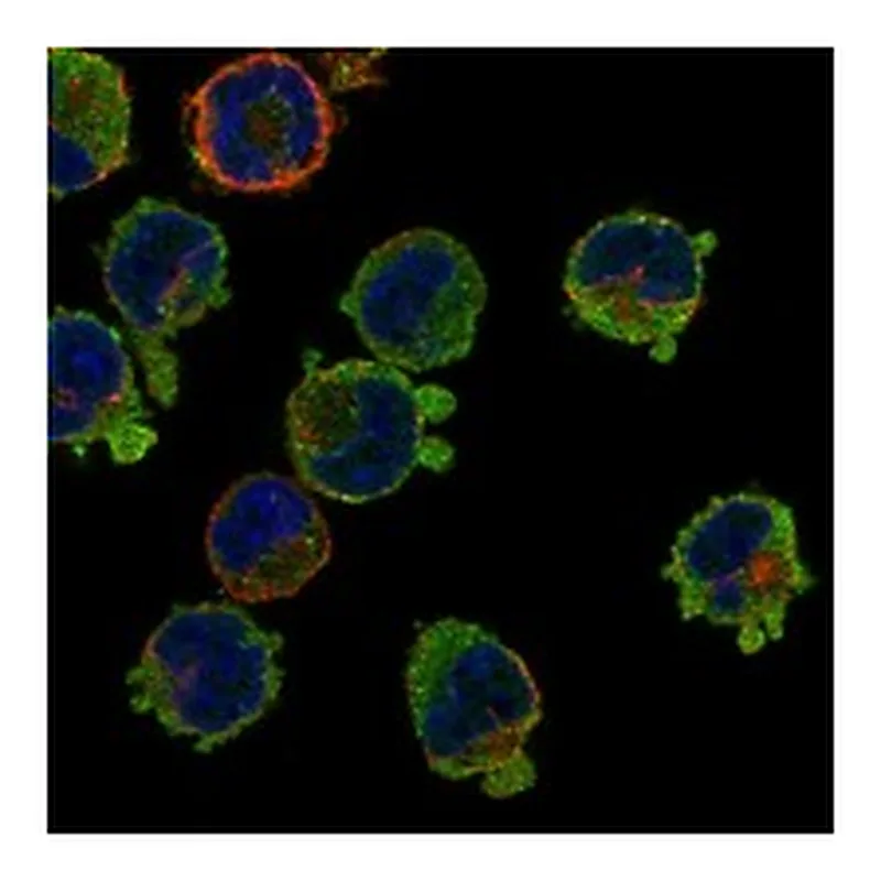 Atlas Antibodies Anti-IL10RA Antibody