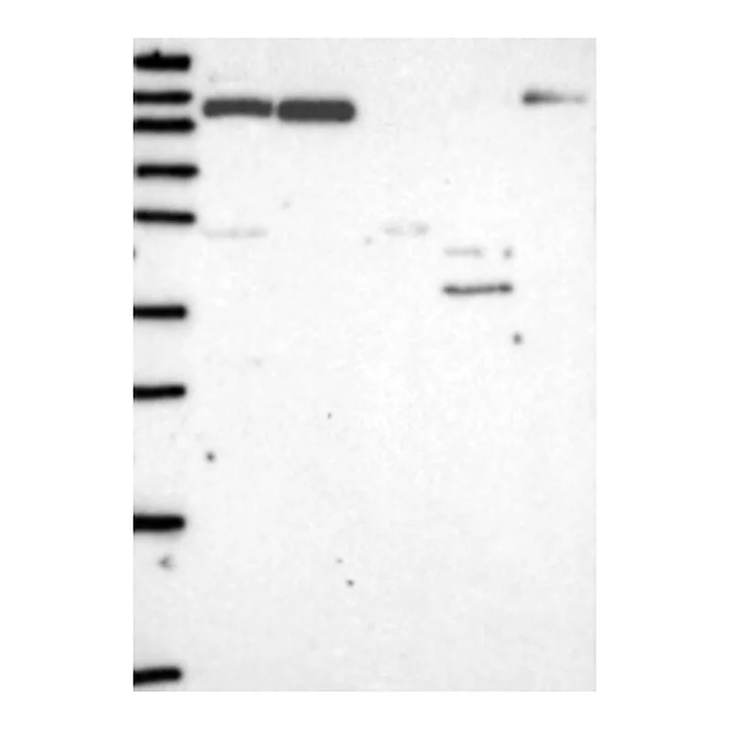 Atlas Antibodies Anti-IL16 Antibody