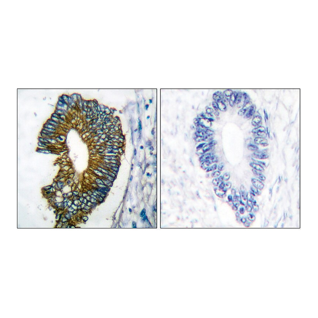 Merck Anti-Keratin 18 antibody produced in rabbit