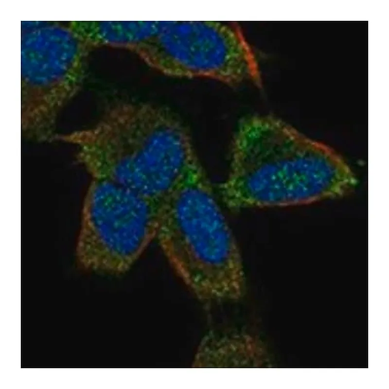 Merck Anti-KCNK9 antibody produced in rabbit