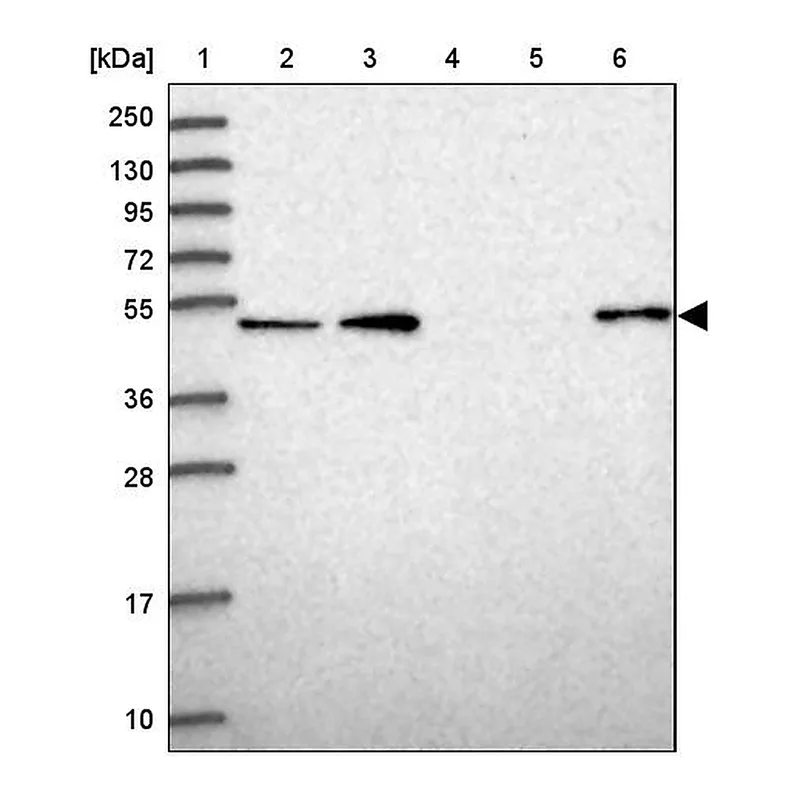 Atlas Antibodies Anti-WSCD2 Antibody