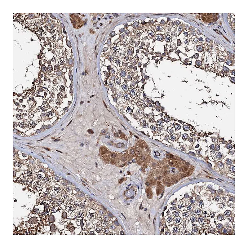 Atlas Antibodies Anti-WWC3 Antibody