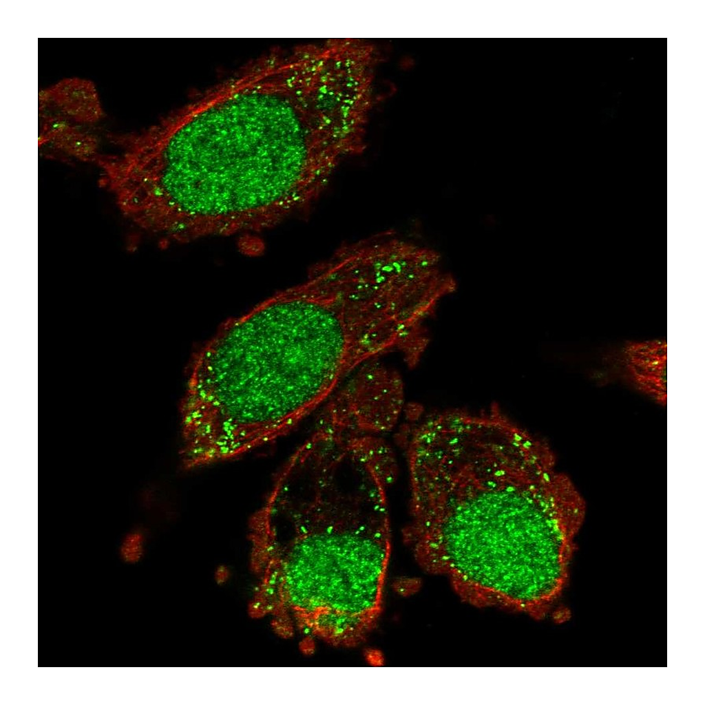 Atlas Antibodies Anti-XAB2 Antibody