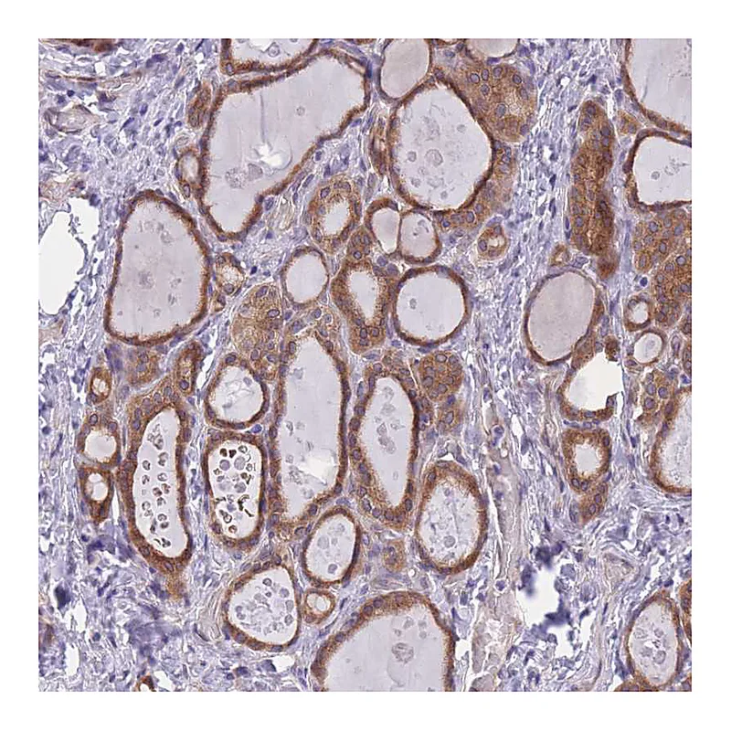 Atlas Antibodies Anti-WWOX Antibody