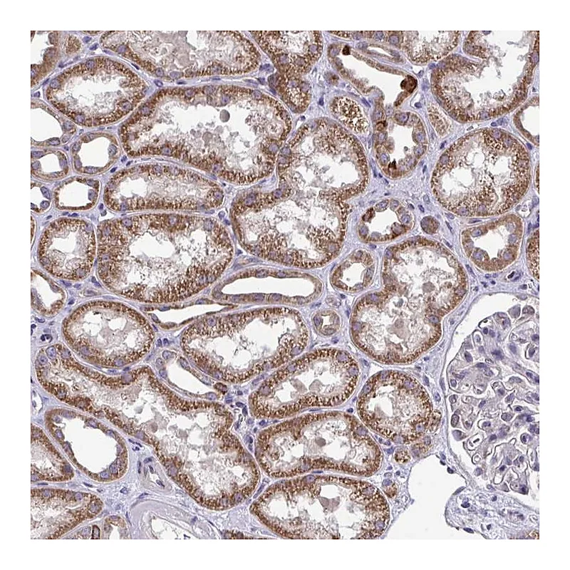 Atlas Antibodies Anti-XAF1 Antibody