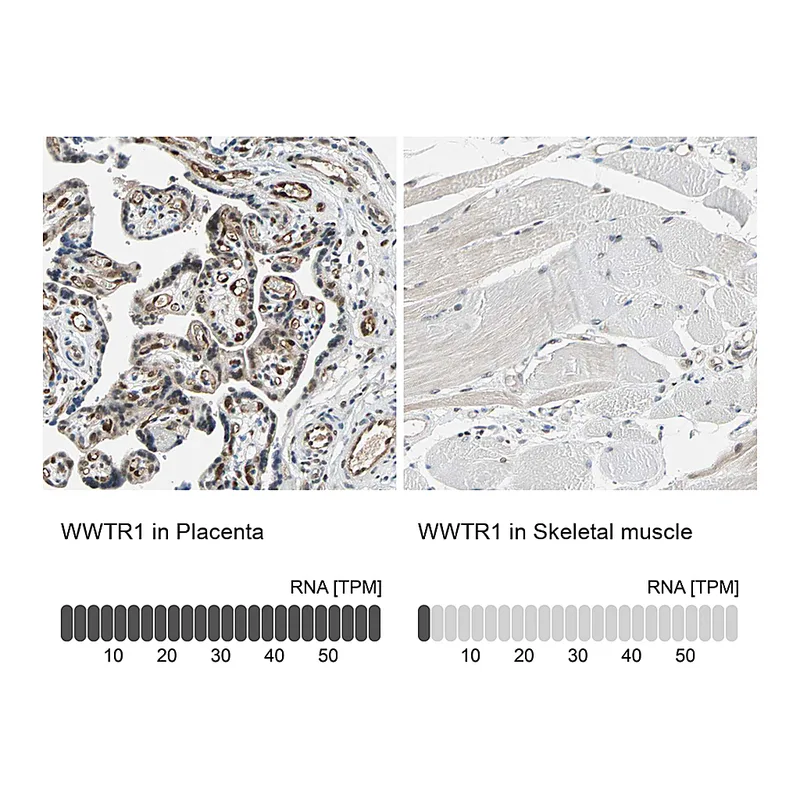 Atlas Antibodies Anti-WWTR1 Antibody