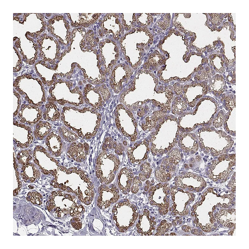 Atlas Antibodies Anti-XDH Antibody