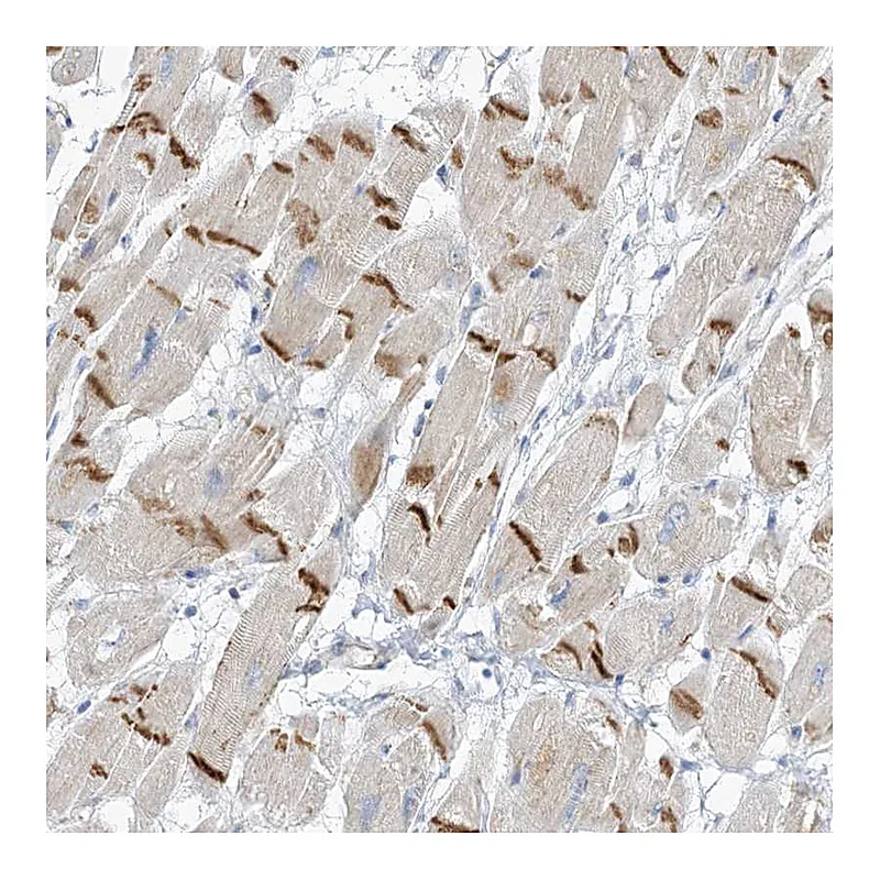Atlas Antibodies Anti-XIRP2 Antibody