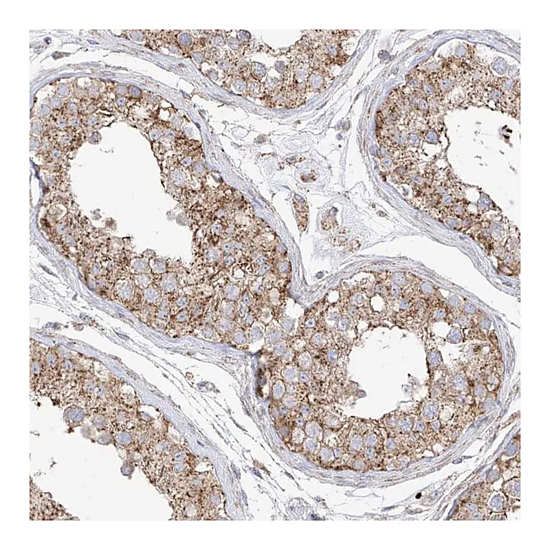 Atlas Antibodies Anti-XKR3 Antibody
