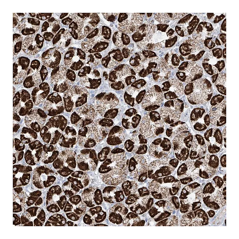 Atlas Antibodies Anti-XKR3 Antibody
