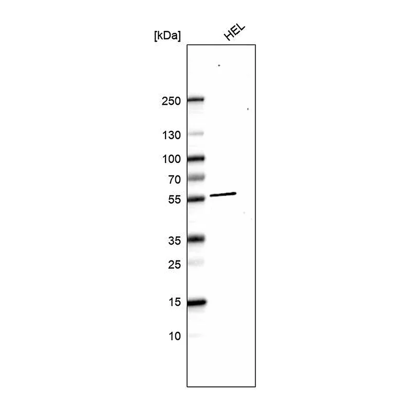 Atlas Antibodies Anti-XK Antibody