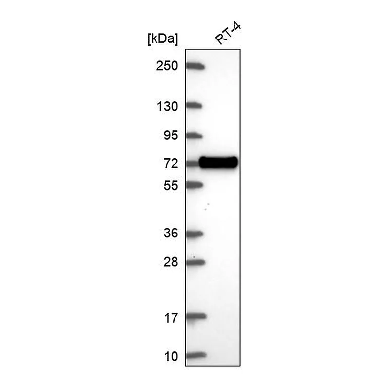 Atlas Antibodies Anti-XKR6 Antibody