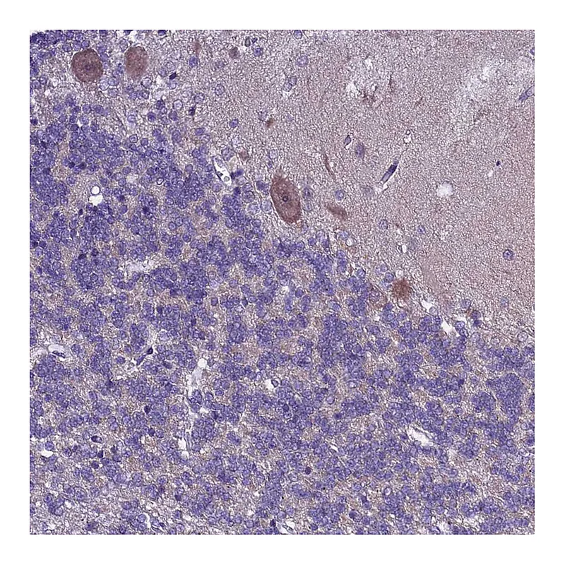 Atlas Antibodies Anti-XKR7 Antibody