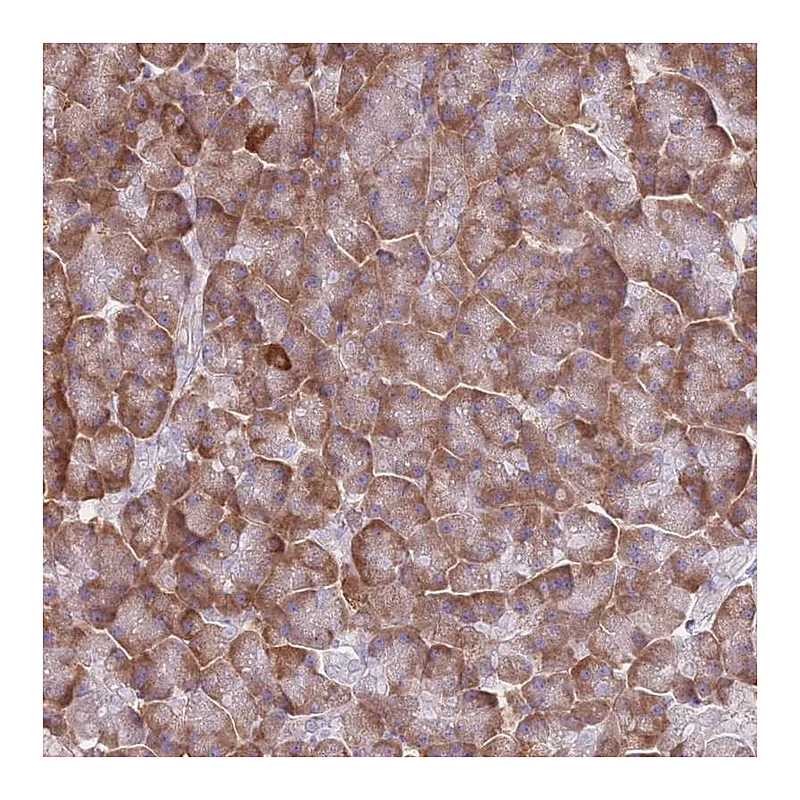 Atlas Antibodies Anti-XKR8 Antibody