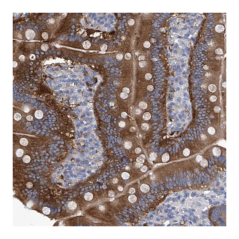 Atlas Antibodies Anti-XPNPEP1 Antibody
