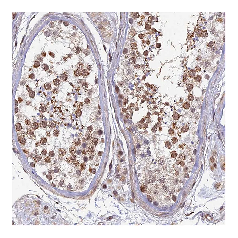 Atlas Antibodies Anti-XKR9 Antibody