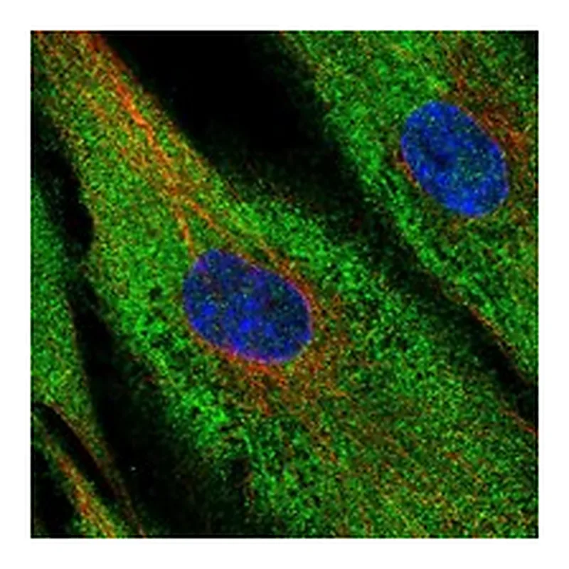 Atlas Antibodies Anti-XPNPEP2 Antibody