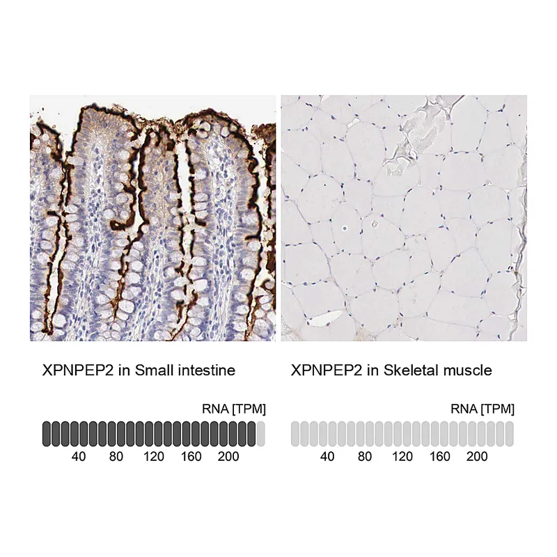 Atlas Antibodies Anti-XPNPEP2 Antibody