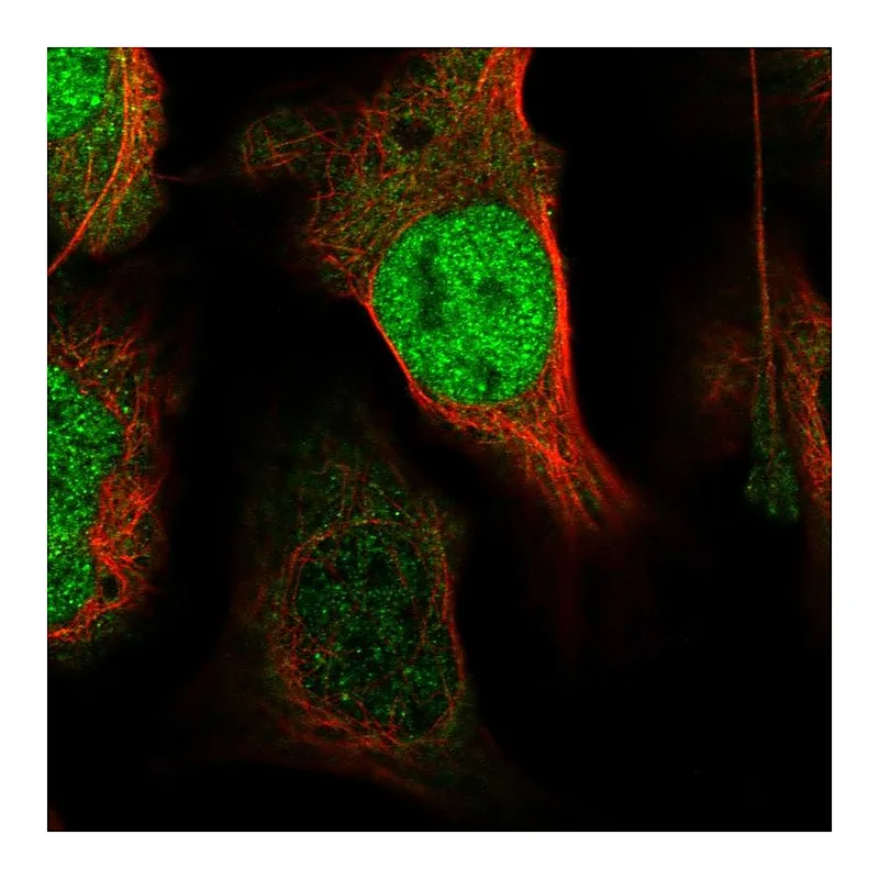 Atlas Antibodies Anti-XPO4 Antibody