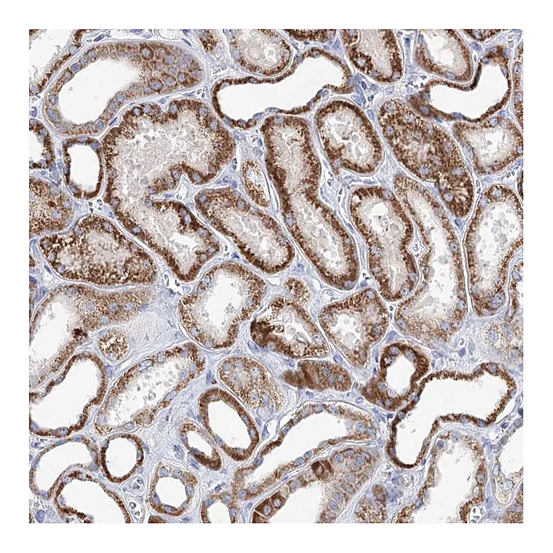 Atlas Antibodies Anti-XPO6 Antibody