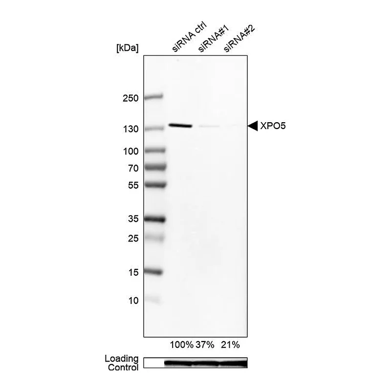 Atlas Antibodies Anti-XPO5 Antibody