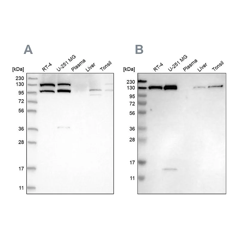 Atlas Antibodies Anti-XPO5 Antibody
