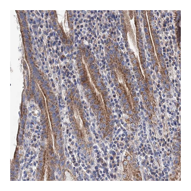 Atlas Antibodies Anti-YARS2 Antibody