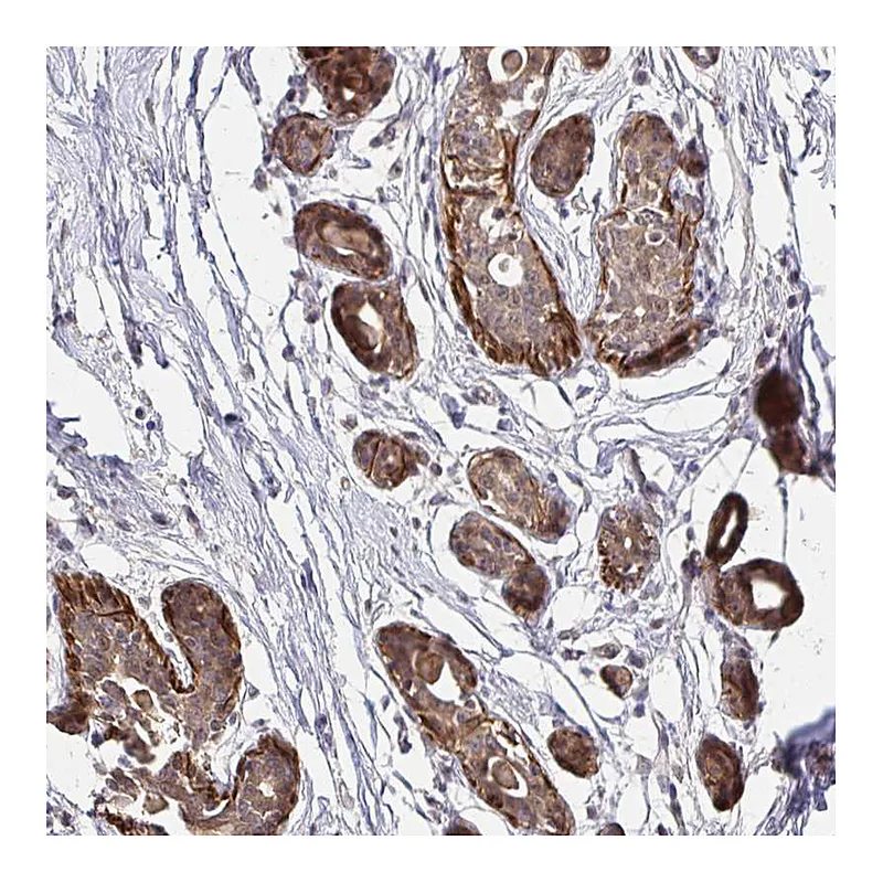Atlas Antibodies Anti-YAP1 Antibody