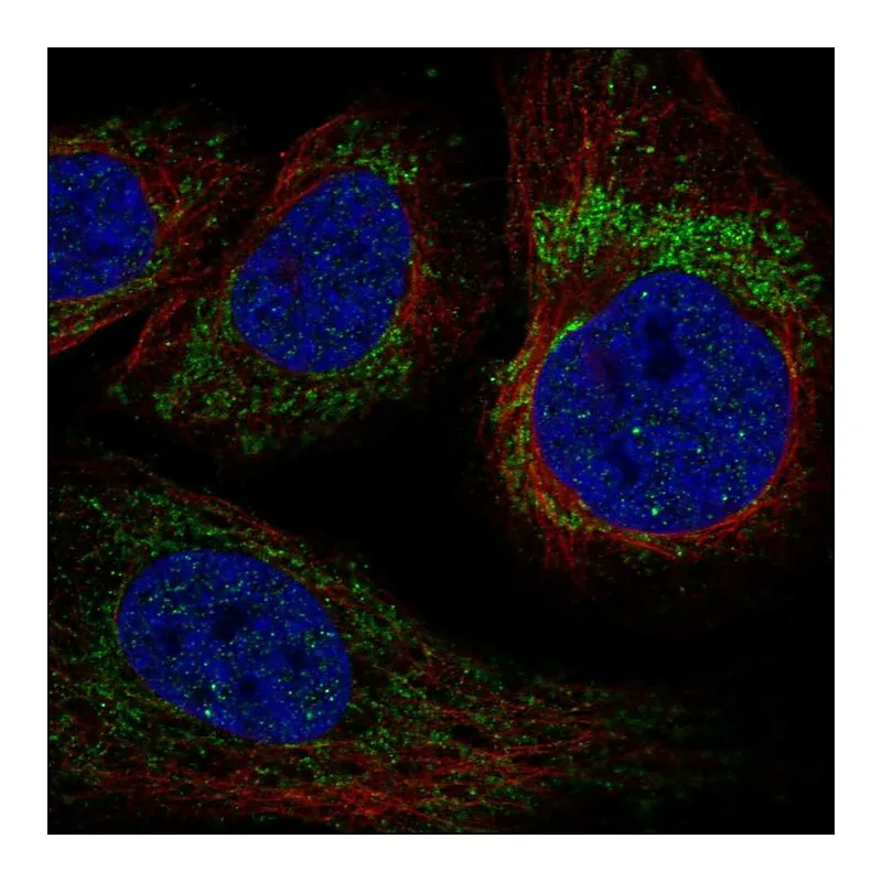 Atlas Antibodies Anti-YARS2 Antibody