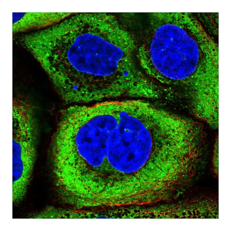 Atlas Antibodies Anti-YBX1 Antibody