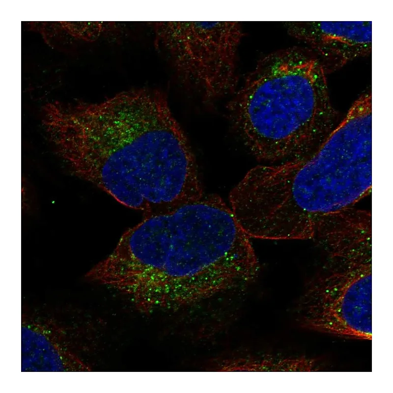 Atlas Antibodies Anti-YIF1B Antibody