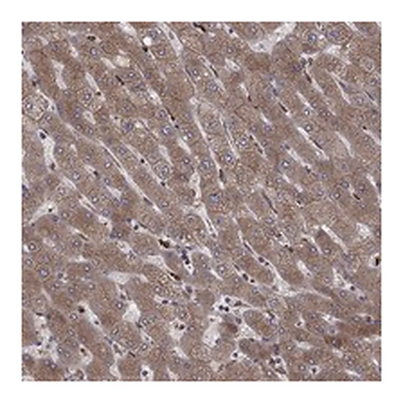 Atlas Antibodies Anti-YIF1A Antibody