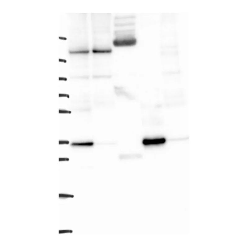 Atlas Antibodies Anti-YIPF1 Antibody