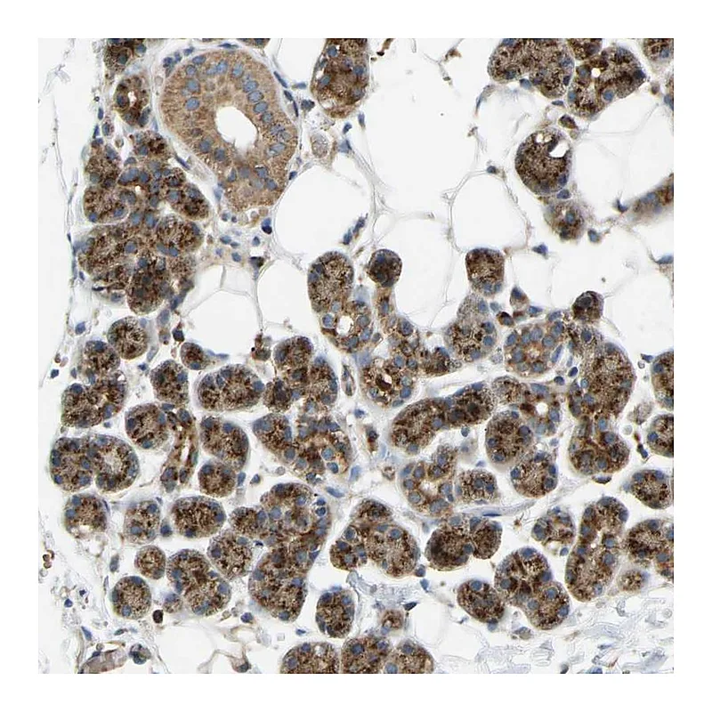 Atlas Antibodies Anti-YIPF2 Antibody