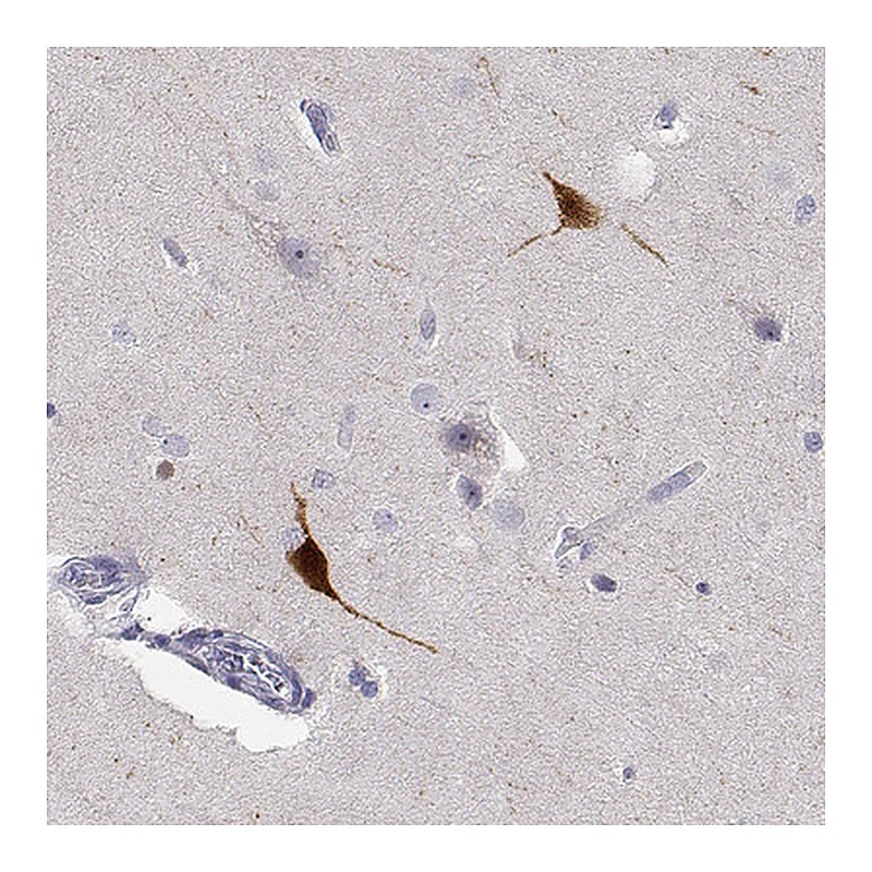 Atlas Antibodies Anti-YJEFN3 Antibody