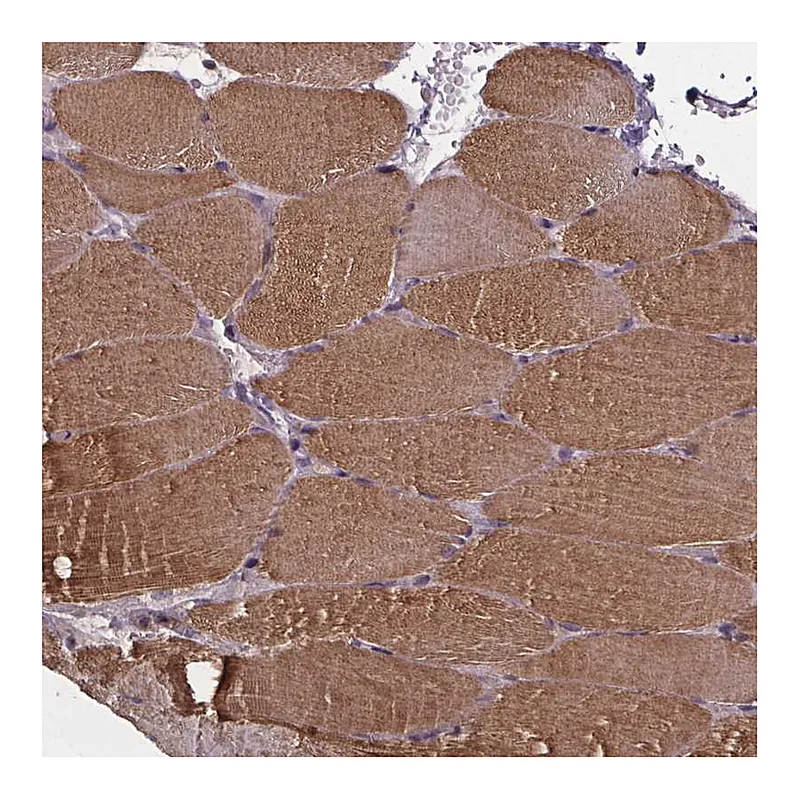 Atlas Antibodies Anti-YME1L1 Antibody
